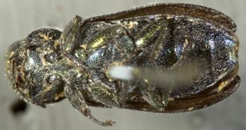Media type: image;   Entomology 8121 Aspect: habitus ventral view